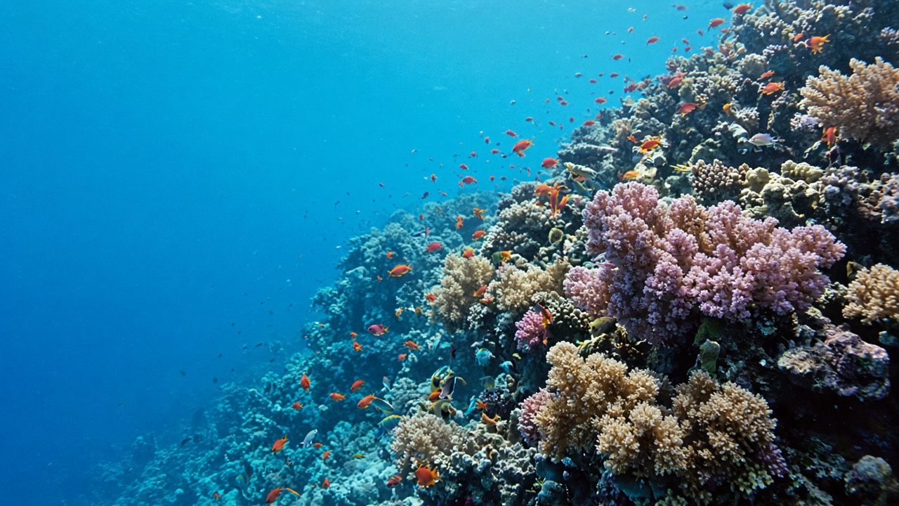 Soft coral wall in Ras Mohammed National Park